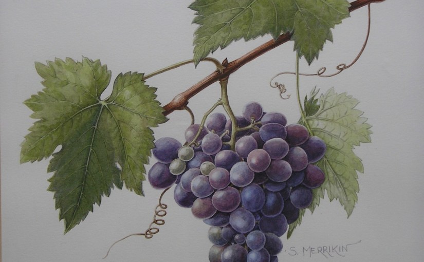 Grapes
